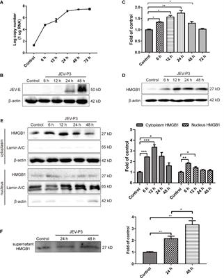 Brain Microvascular Endothelial Cell-Derived HMGB1 Facilitates Monocyte Adhesion and Transmigration to Promote JEV Neuroinvasion